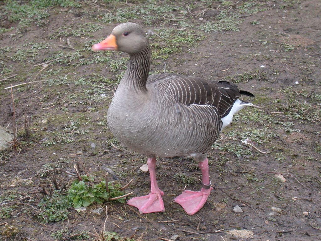 grey goose goose goose duck